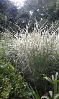 Miscanthus sinensis 'Morning Light'