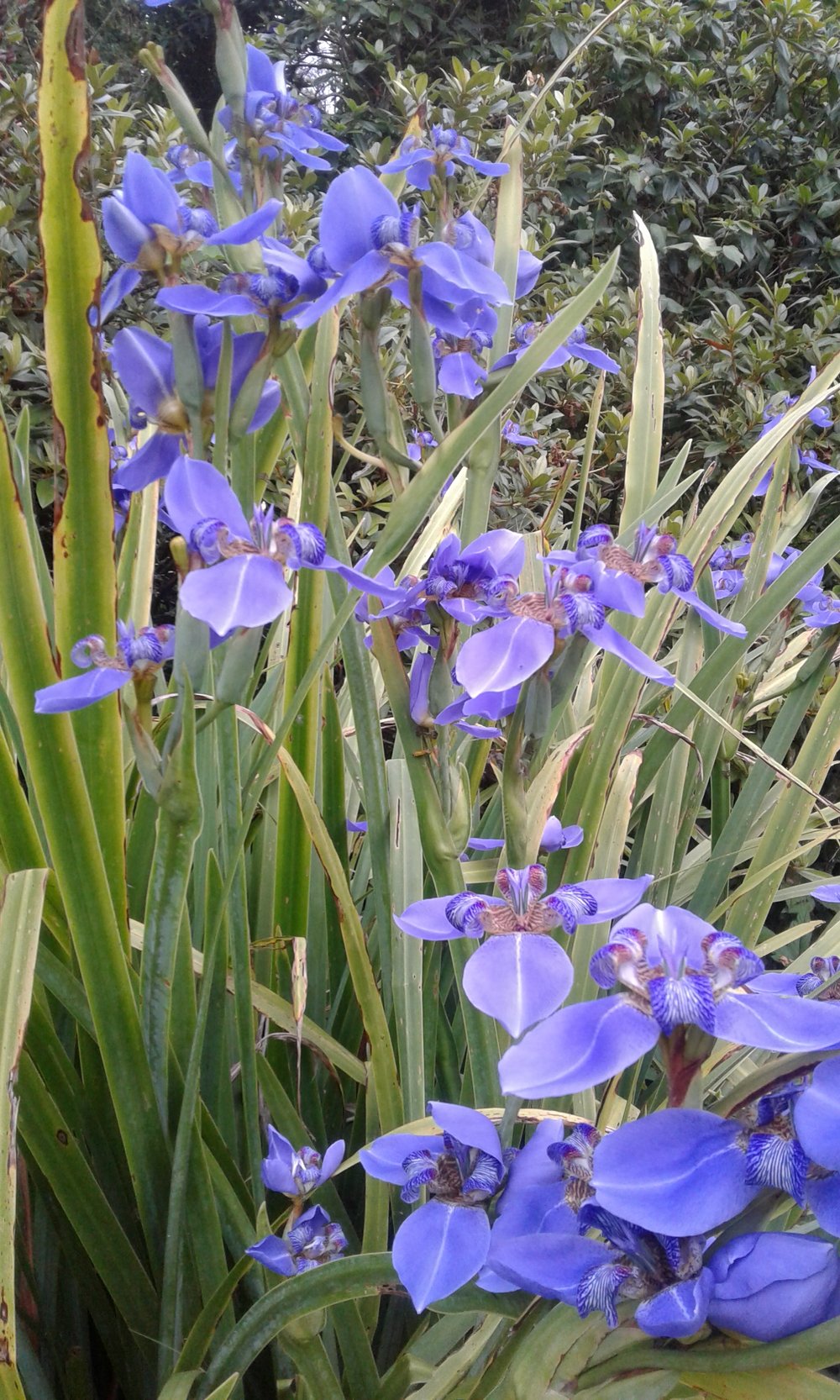 Image of Neomarica caerulea (Walking Iris)