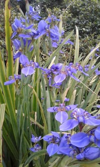 Image 1 of Neomarica caerulea (Walking Iris)