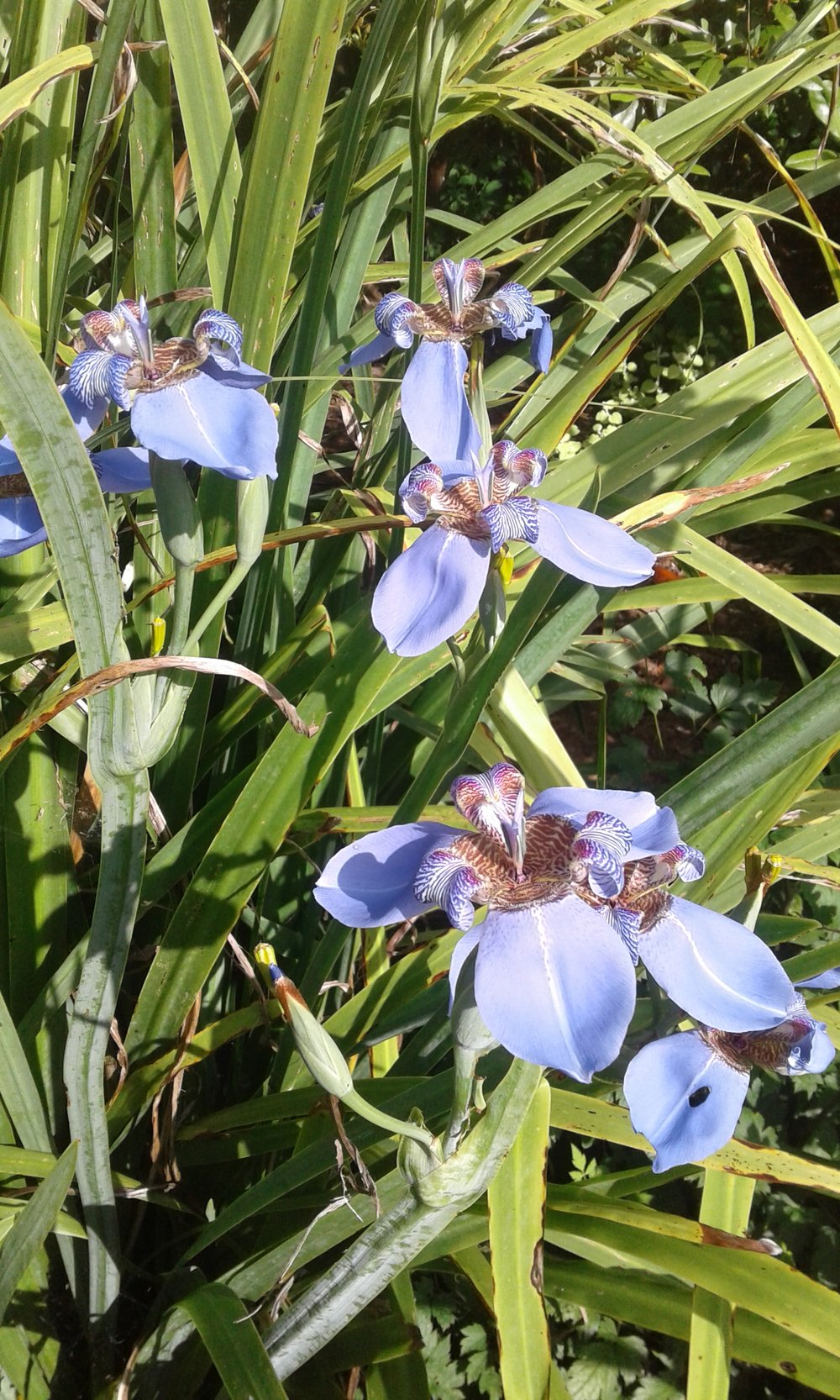 Image of Neomarica caerulea (Walking Iris)