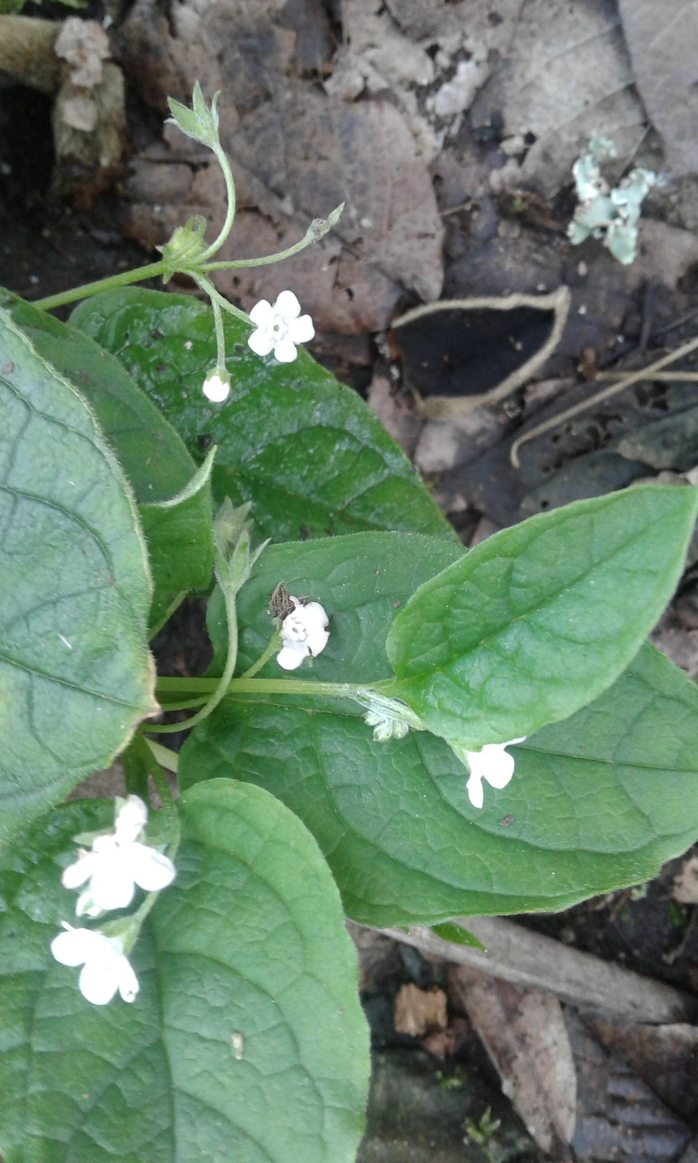 Image of Omphalodes verna 'alba'