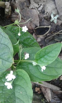 Omphalodes verna 'alba'