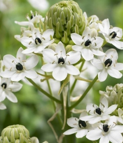 Image of Ornithogalum arabicum (Arabian Star Flower)