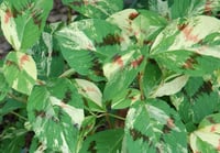 Persicaria virginiana variegata 'Painters Palette' (Knotweed)
