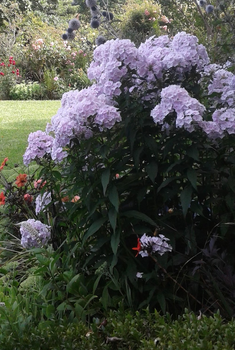 Image of Phlox perennial (Mauve/Pink Flowers)