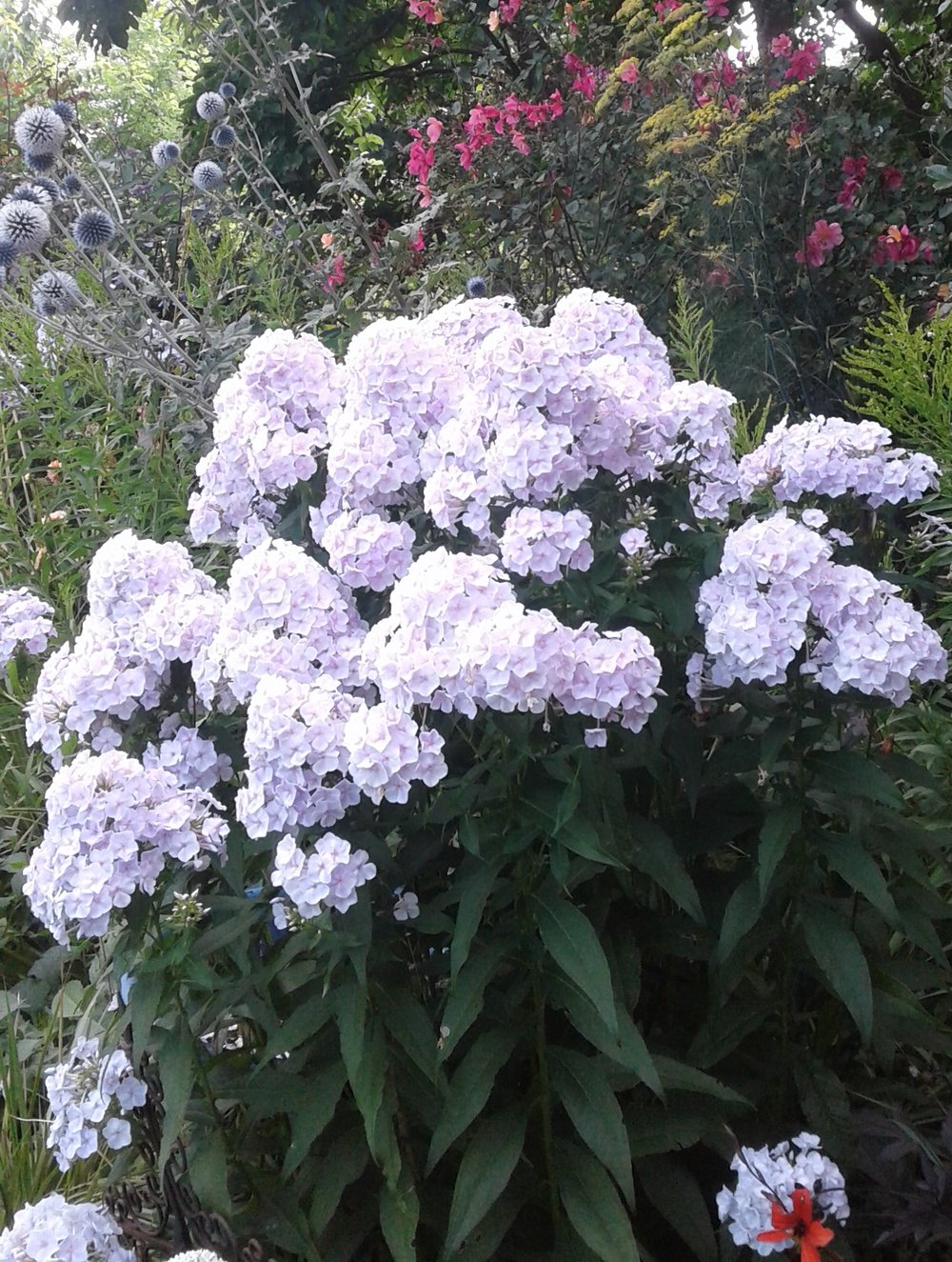 Image of Phlox perennial (Mauve/Pink Flowers)