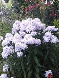 Image 2 of Phlox perennial (Mauve/Pink Flowers)