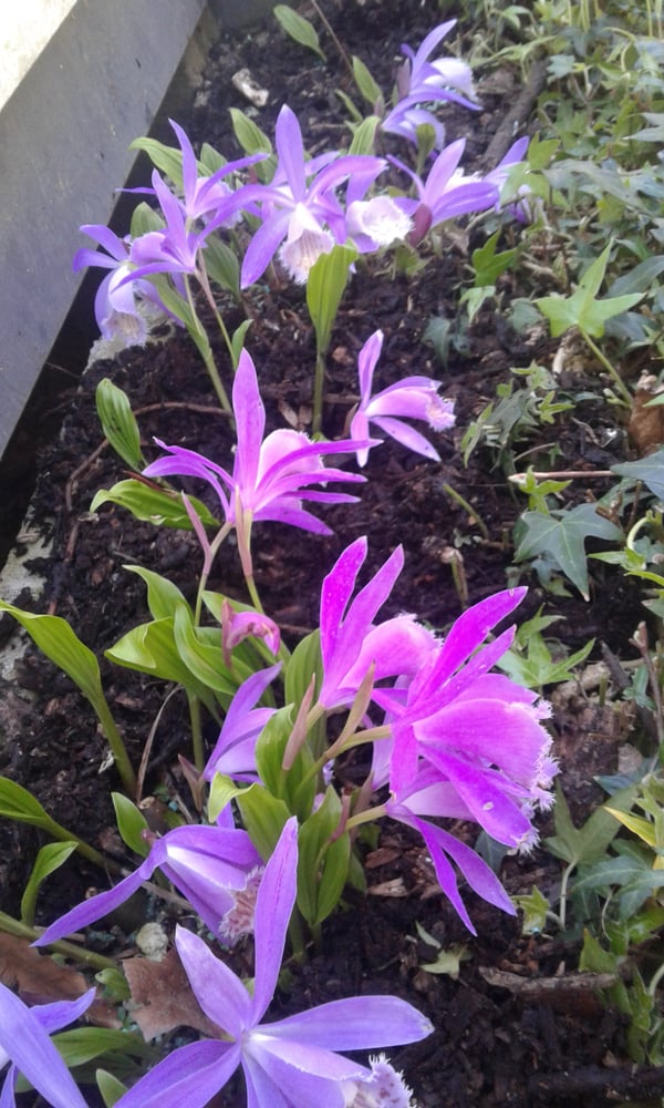 Image of Pleione (Mixed colours)