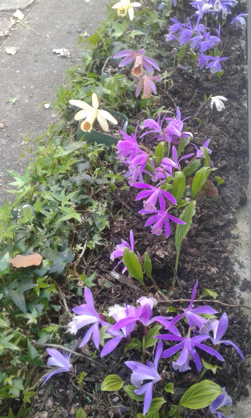 Image of Pleione (Mixed colours)