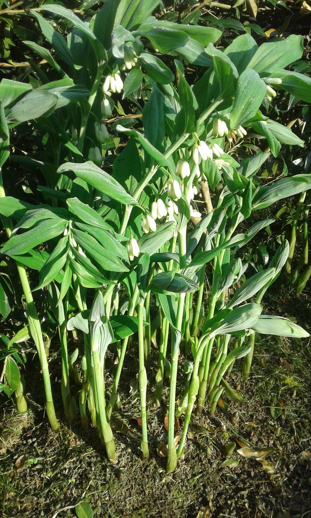 Image of Polygonatum multiflorum (Soloman's Seal) 