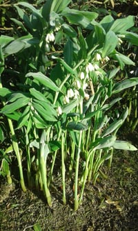 Polygonatum multiflorum (Soloman's Seal) 