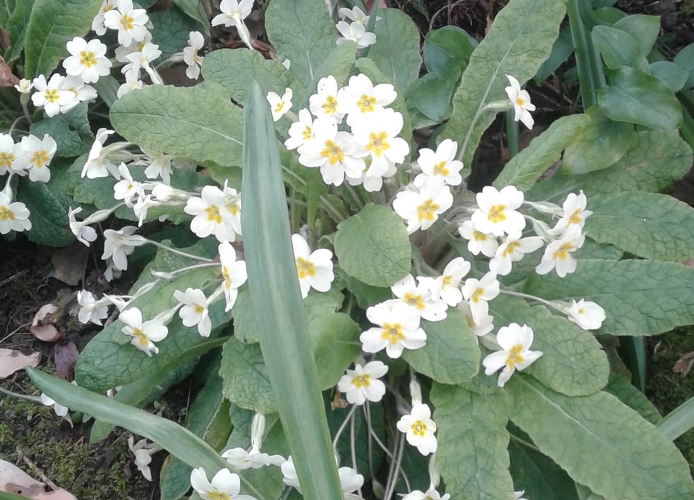 Image of Primula vulgaris (English Primrose)