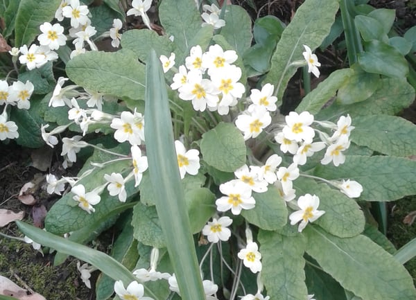 Image of Primula vulgaris (English Primrose)