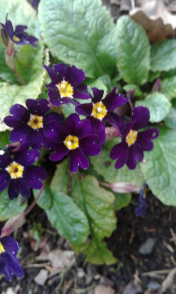 Image of Primula 'Juliana'