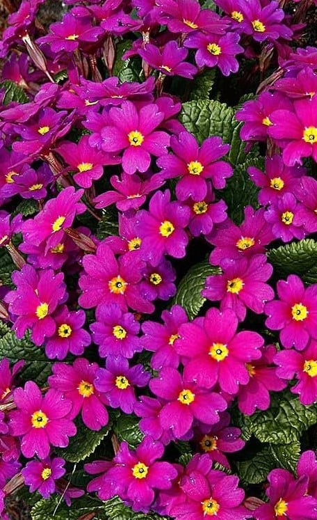 Image of Primula 'Wanda'