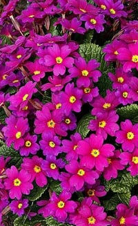 Primula 'Wanda'