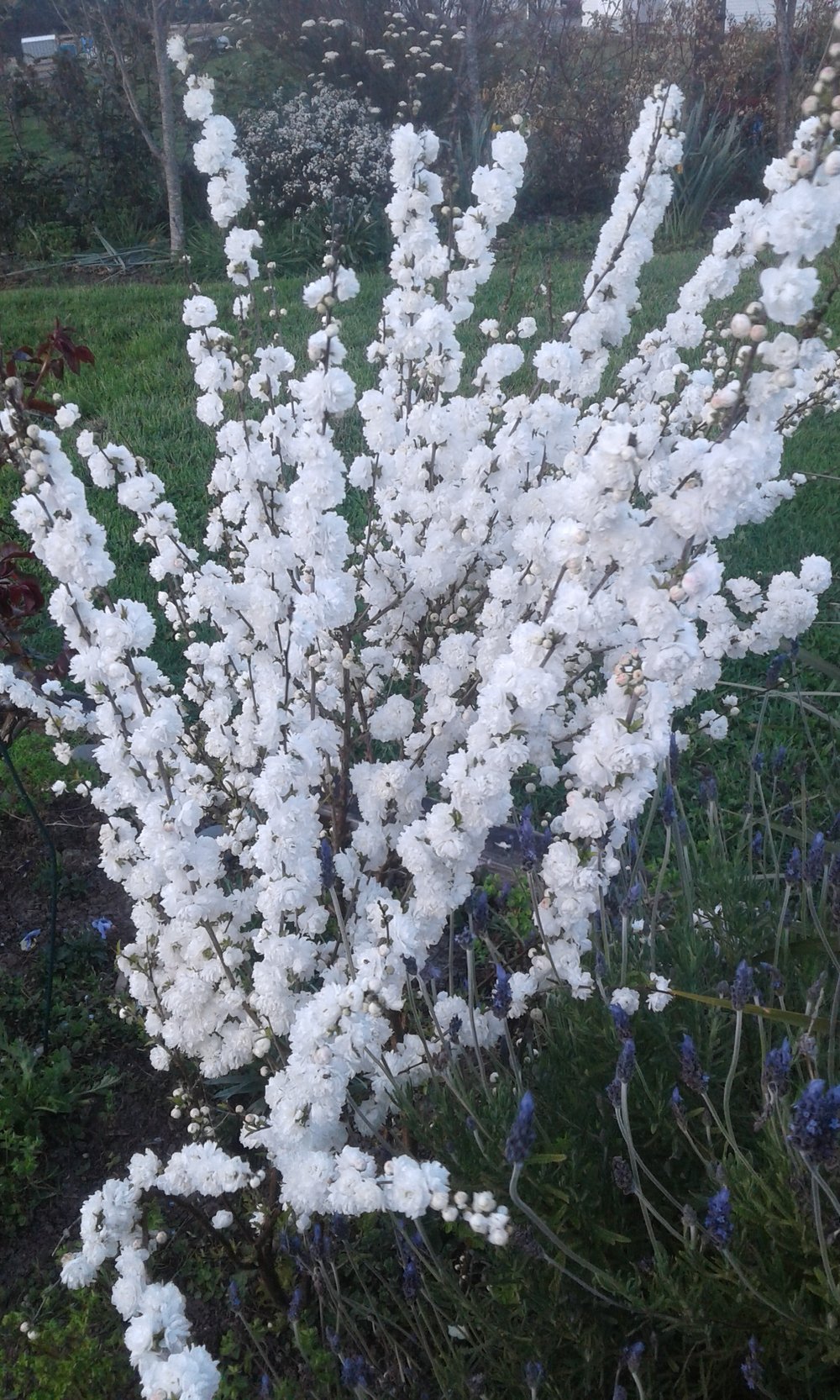 Image of Prunus glandulosa 'Alba Plena'