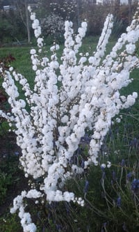 Image 1 of Prunus glandulosa 'Alba Plena'