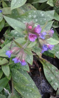 Pulmonaria 'Spot On'