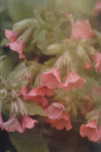 Pulmonaria 'Rubra'