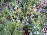 Image 2 of Rosmarinus offinalis 'Prostratus' (Creeping Rosemary)