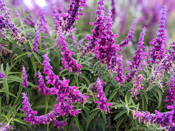 Image of Salvia leucantha (Mexican Bush Sage)