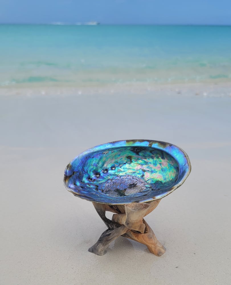 Image of  Abalone Shell 