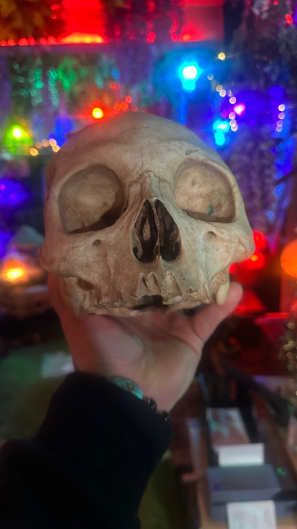 Real Human skull