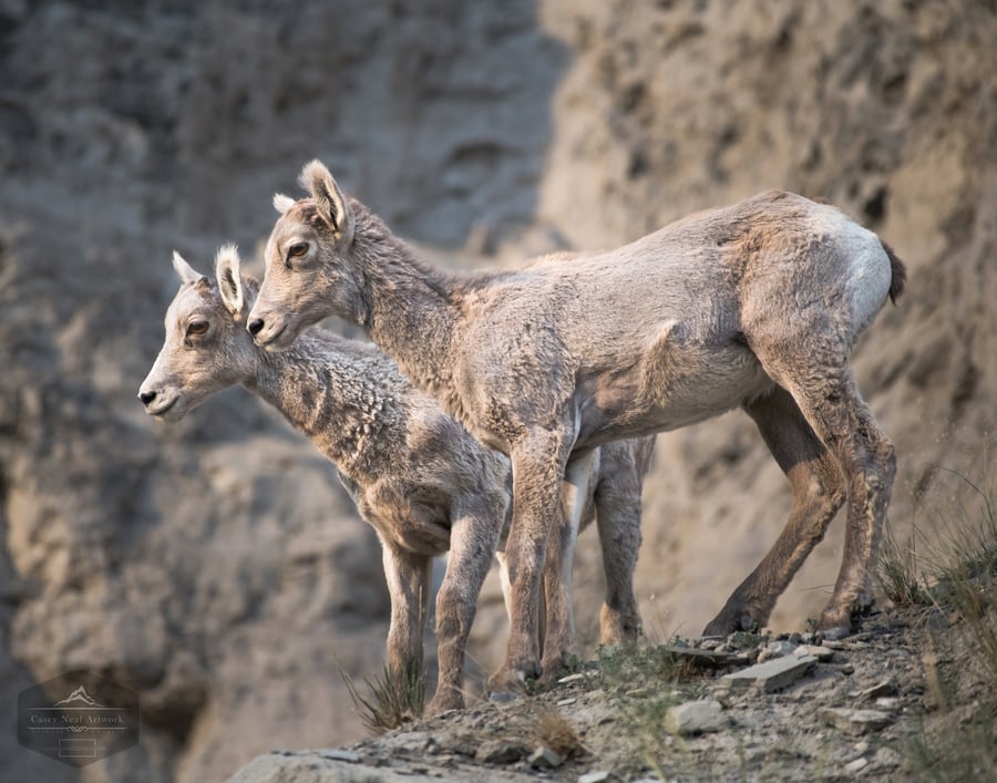 Image of The Littlest Bighorns