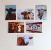 Single Cow cards 