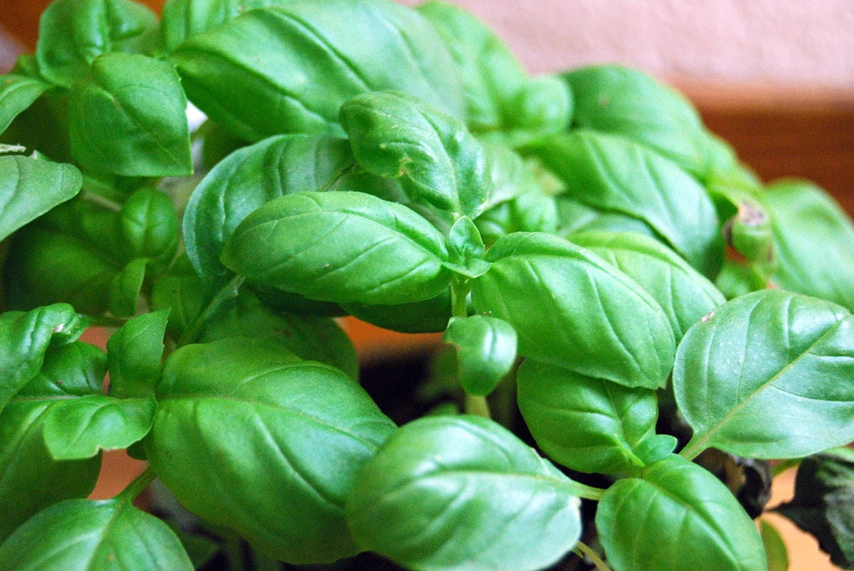 Basil Sweet Genovese Basil