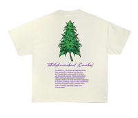 Image 2 of Canna Sativa