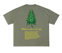 Image 2 of Canna Indica