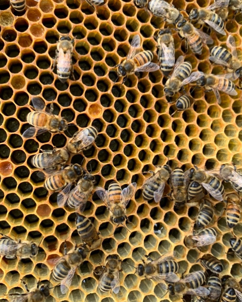 Compton Farms Honey 16oz Jar
