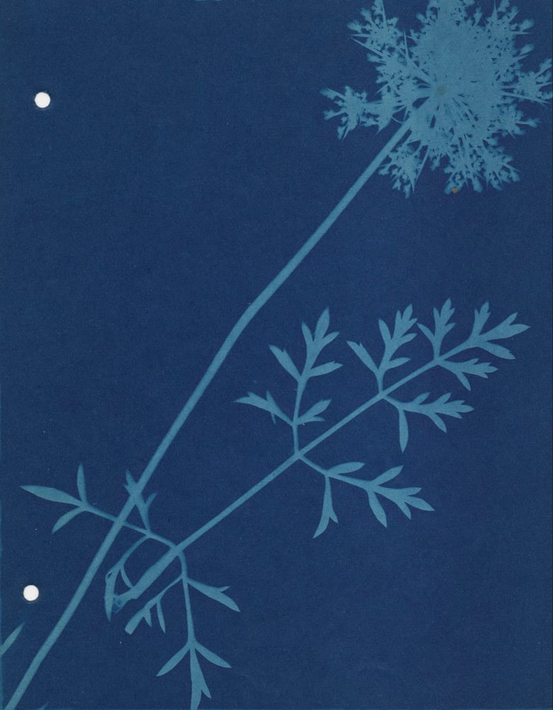 Image of (attr.) Miss L. Richardson: cyanotype of a wild carrot, ca. 1900