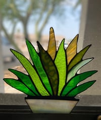 Green Multi Color Agave Plant