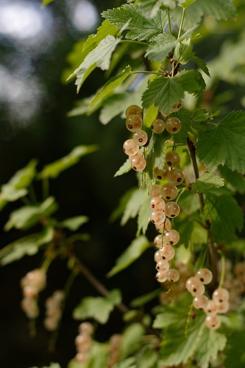 Image of Ribes rubrum 'Alba' (White Currant)