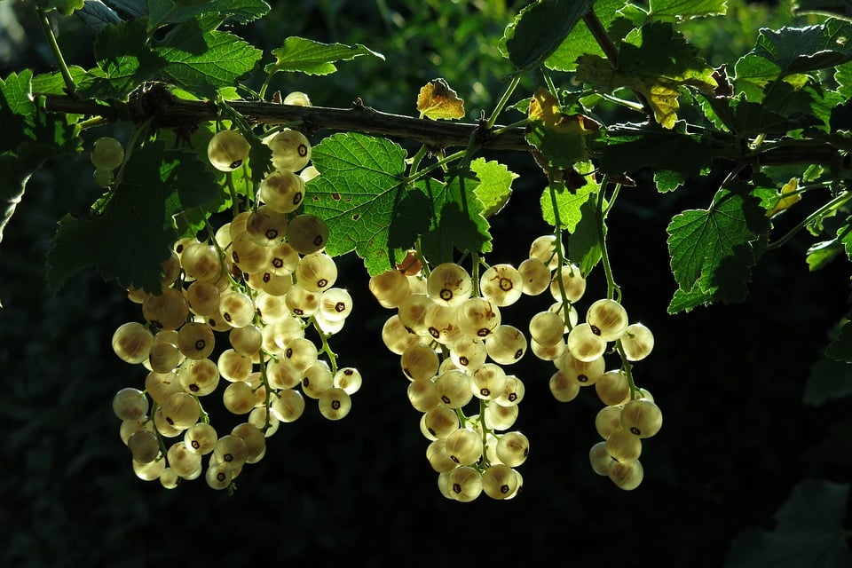 Image of Ribes rubrum 'Alba' (White Currant)