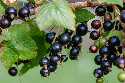 Image of Ribes nigrum (Black currant)