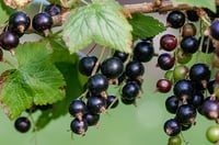 Image 1 of Ribes nigrum (Black currant)