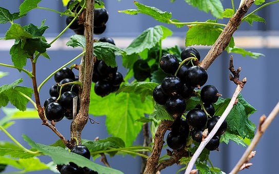 Image of Ribes nigrum (Black currant)