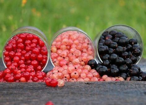 Image of Ribes nigrum (Black currant)