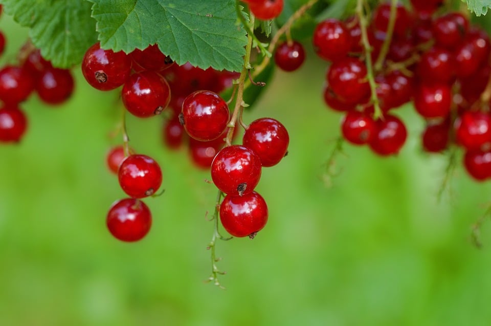 Image of Ribes rubrum (Red currant)