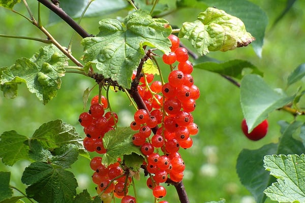 Image of Ribes rubrum (Red currant)