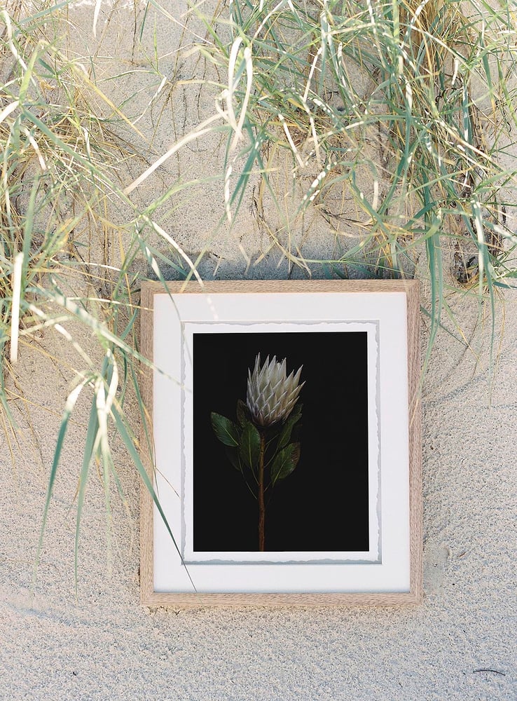 Image of Nature Study - Protea