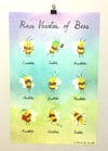 Rare Varieties of Bees Poster