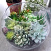  Terrarium Zen Garden