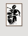  ‘Fiddle Fig in Sunlight’