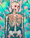 Bones