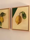Triptych of Leafy Lemons